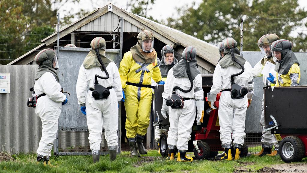 Denmark Berencana Membunuh 15 Juta Mink untuk Mencegah Penyebaran Virus Corona yang Bermutasi di Peternakan Bulu